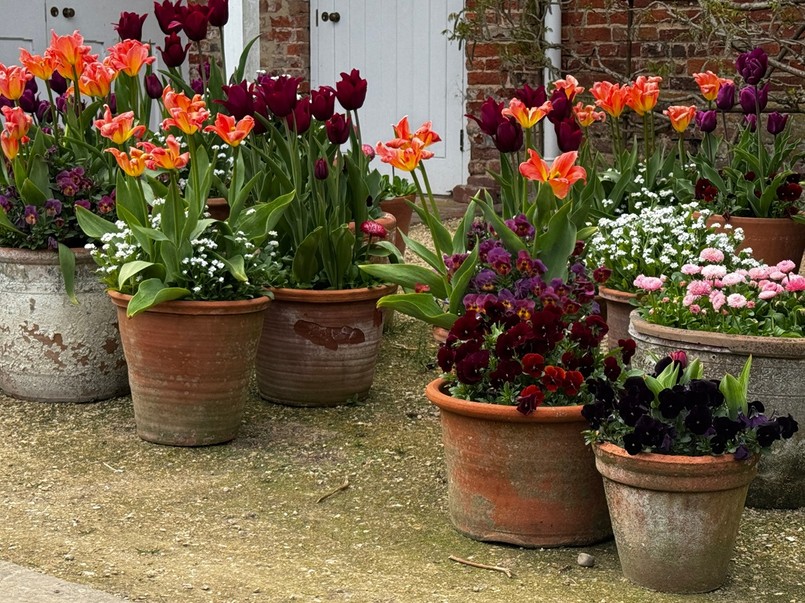 bordowe i pomarańczowe tulipany w donicach