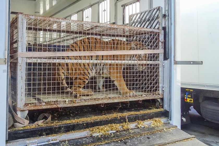 Urzędnicy ściagają dyrektor zoo