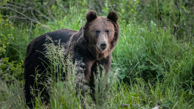 W podkarpackich lasach policzono zwierzęta, m.in. żubry i niedźwiedzie