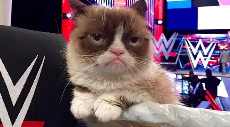 Grumpy Cat