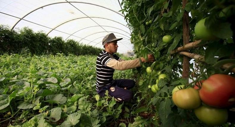 A farmer checks on his crop of tomatos in Tipaza, west of Algiers, Algeria June 3, 2015. 