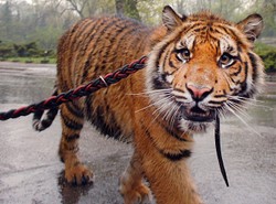 Zamiast "M jak Miłość" filmy o zwierzętach