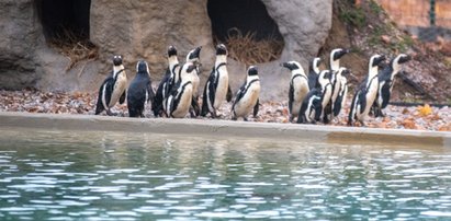 Pingwiny wróciły do łódzkiego zoo. Tak zapoznają się z nowym wybiegiem