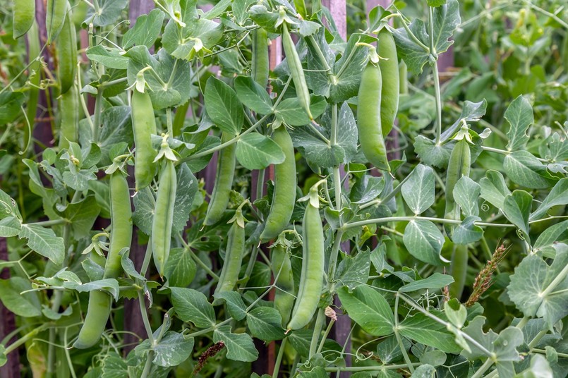 groch warzywnik kiedy siać