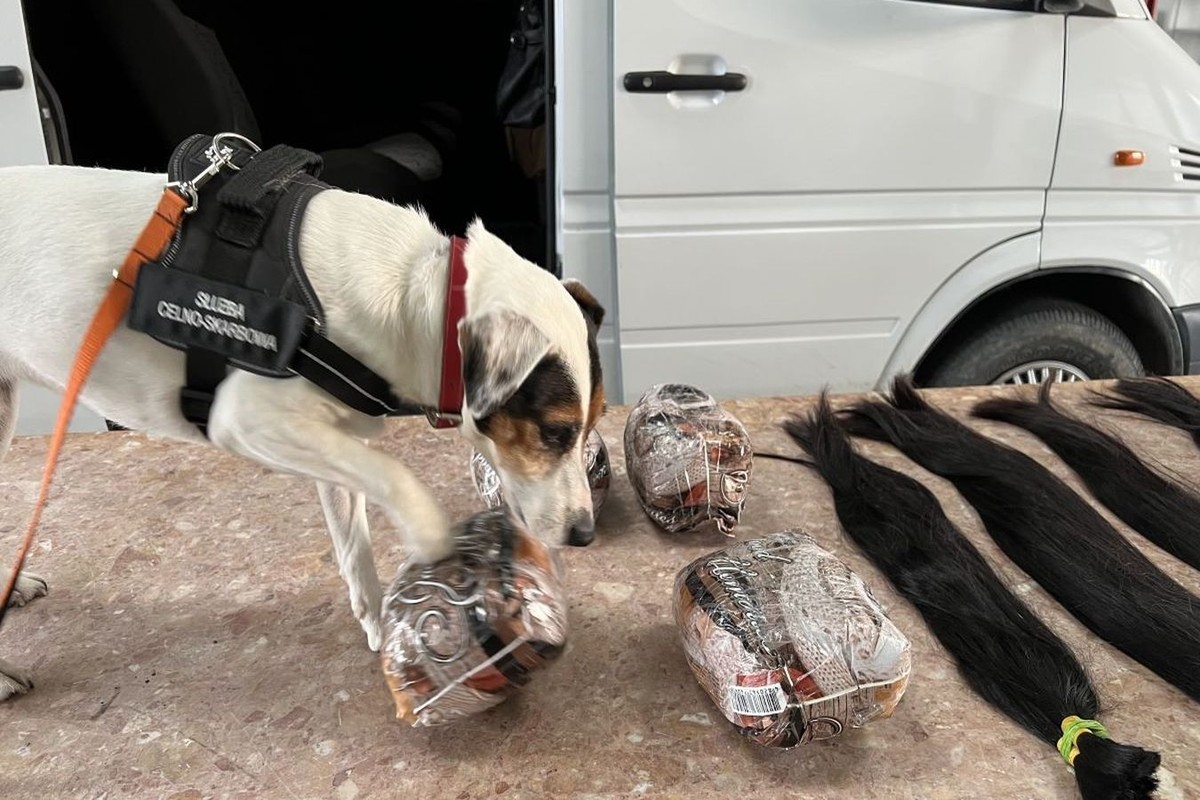 Służba Celno - Skarbowa