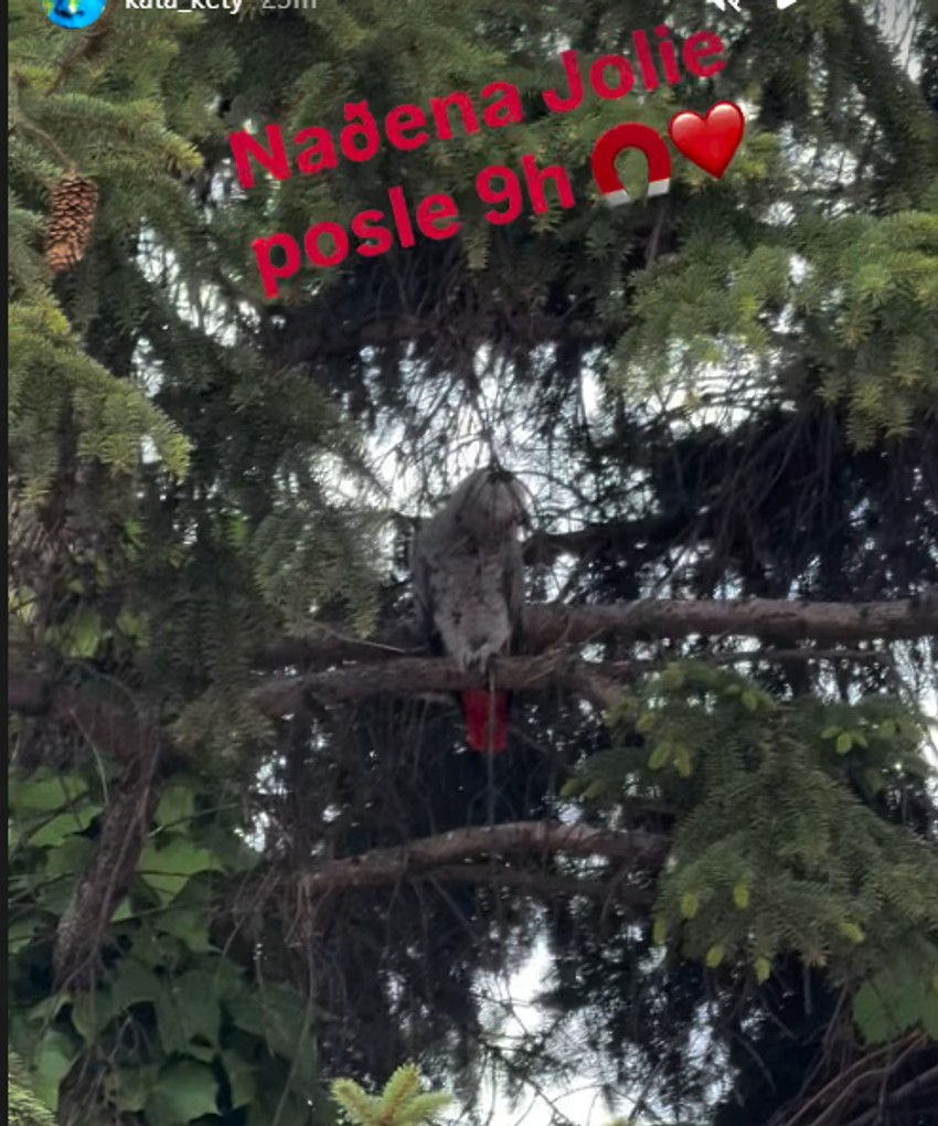 Pronađena ptica Viktora Živojinovića
