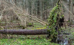 W rękach Jana Szyszki puszcza zamieniła się w Okopy Świętej Trójcy z "Nie-Boskiej komedii"