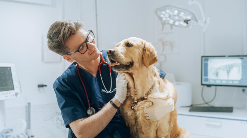 kutya macska állatorvosi vizsgálat diagnosztika házhoz hívás
