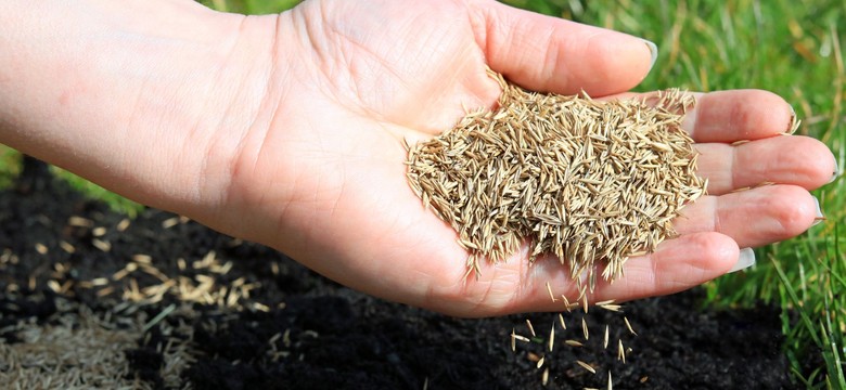 Kiedy siać trawę na jesień? Czy można siać trawę w październiku? Czy można siać trawę jak są przymrozki?