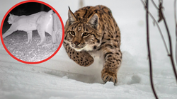 Pokazali niezwykle nagranie z mazurskiego lasu. Uwiecznili "majestatyczne zwierzę"