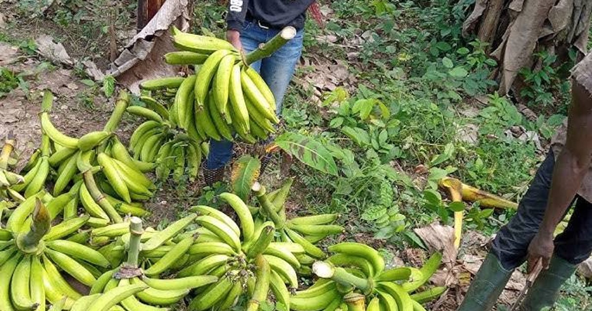Pregnant mother of 9 stabs woman to death over bunch of plantain
