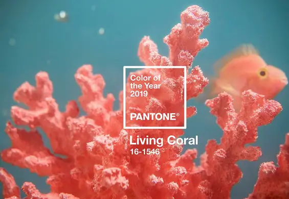 Afirmujący życie. PANTONE wybrał kolor roku 2019