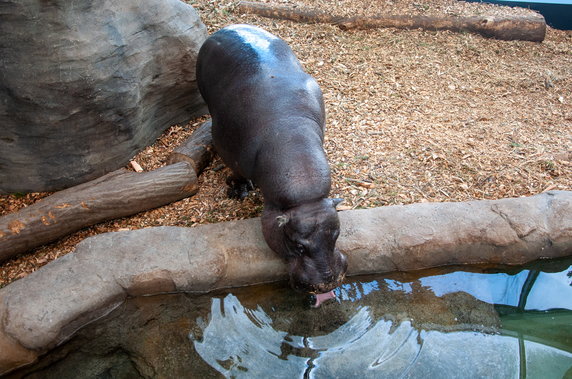 Nowy dom dla hipopotamów w krakowskim ZOO