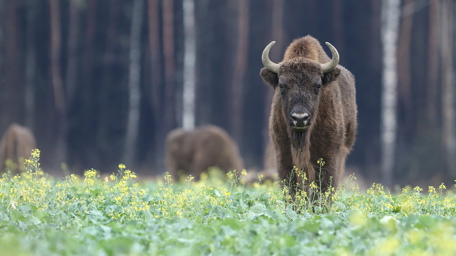 Ponad milion osób odwiedziło zagrodę żubrów w Mucznem