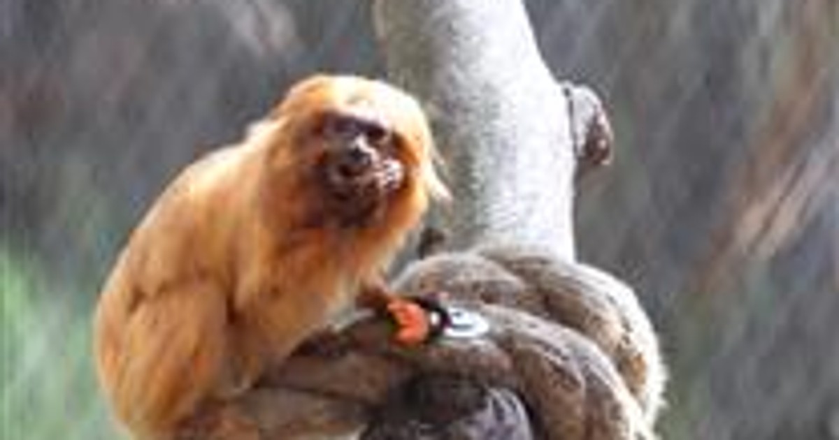 Wyjce czarne i leniwce pod nogami. Krakowskie zoo otworzyło wyjątkową atrakcję