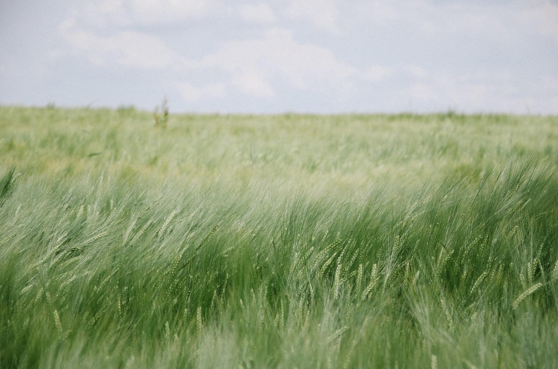 Čistejšie prostredie vďaka "rewildingu"