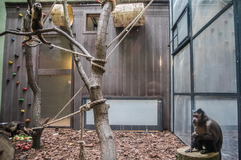 Małpiarnia w poznańskim zoo otwarta