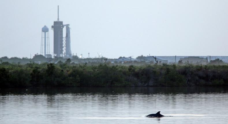 SpaceX's Falcon 9 rocket in the background as dolphins swim in a lagoon near Launch Pad 39A at the Kennedy Space Center in Florida