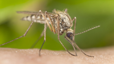 Przełomowy pomysł na walkę z plagą komarów