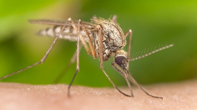 Przełomowy pomysł na walkę z plagą komarów