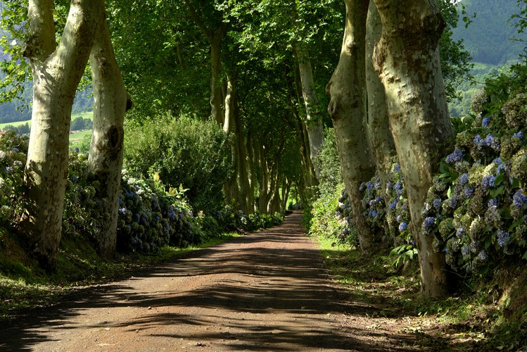 Portugalski archipelag 9 wysp nazywany jest ostatnim rajem na ziemi. Z uwagi na przepływający Golfsztrom wyspy mają łagodny klimat, co sprawia, że cały rok jest tu zielono.