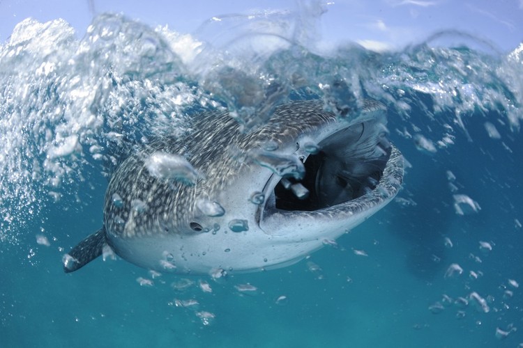 Thomas P. Peschak, natura, III nagroda