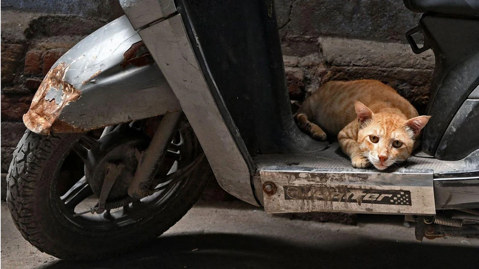 Milioni uličnih pasa i mačaka u Indiji mogu postati žrtve zlostavljanja | Foto: Getty Images