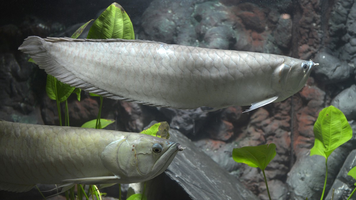 TORUŃ OCEANARIUM I TERARIUM