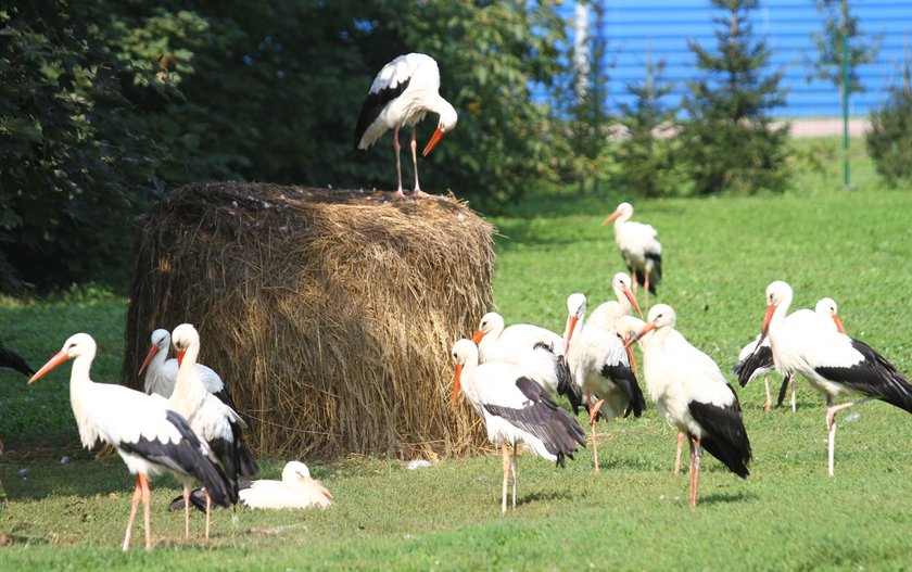 Tak kocha bocian. Został na zimę, by pilnować żony