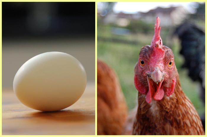Co było pierwsze: kura czy jajko? Poznaj odpowiedź na to nurtujące pytanie  - Noizz