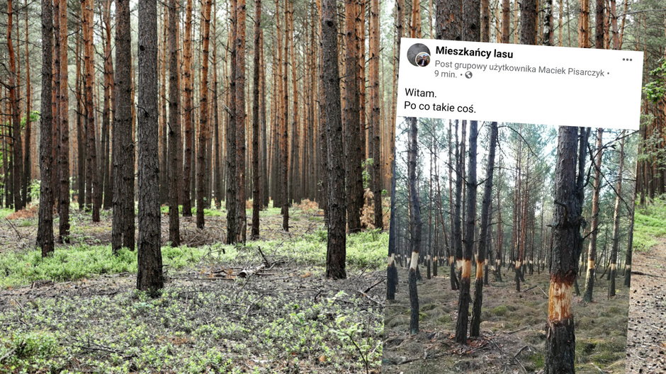 Internet obiegły zdjęcia drzew częściowo obdartych z kory