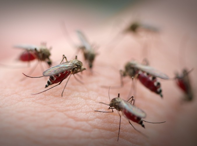 Wszystkie zalety trawy cytrynowej