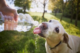 Veterinari upozoravaju: Ova greška tokom leta može ubiti psa za samo 15 minuta