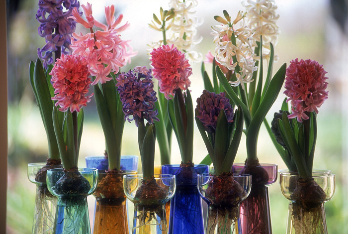 Do uprawy hiacyntów w szkle można użyć specjalnie do tego przeznaczonego naczynia, nada się również szklany wazon