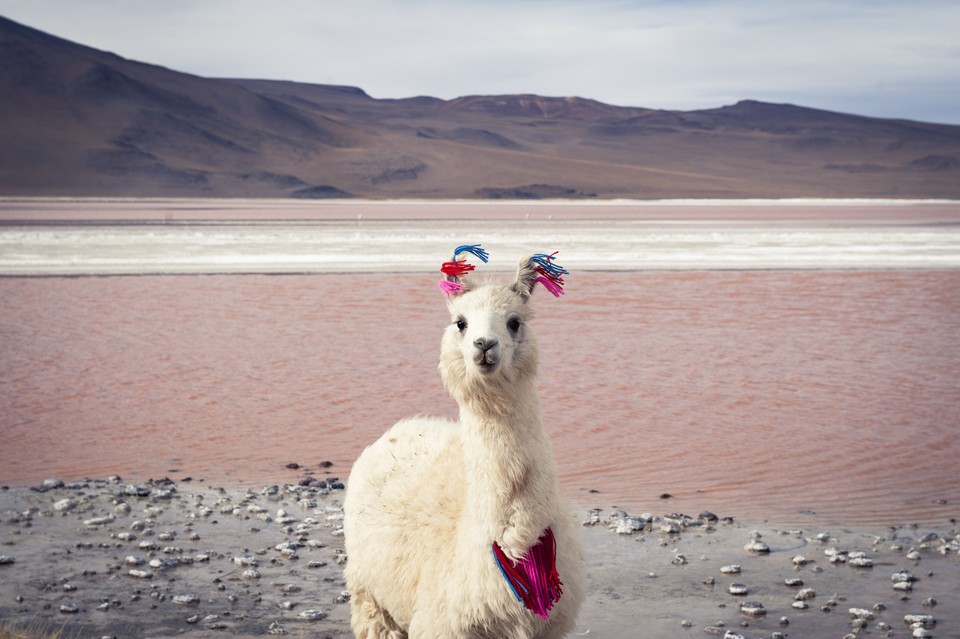 Stylish llama (pol. Modna lama) - Esther Buttery / National Geographic Traveler Photo Contest