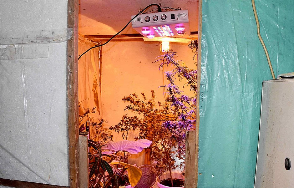 Stan u kome je Subotičanin uzgajao drogu