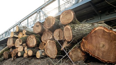 Wstrzymana wycinka drzew na Kępie Bazarowej w okolicach mostu im. marszałka Piłsudskiego w Toruniu