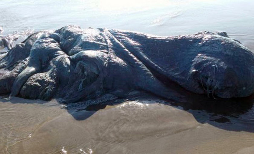 Dziwne stworzenie wyrzucone na brzeg morza