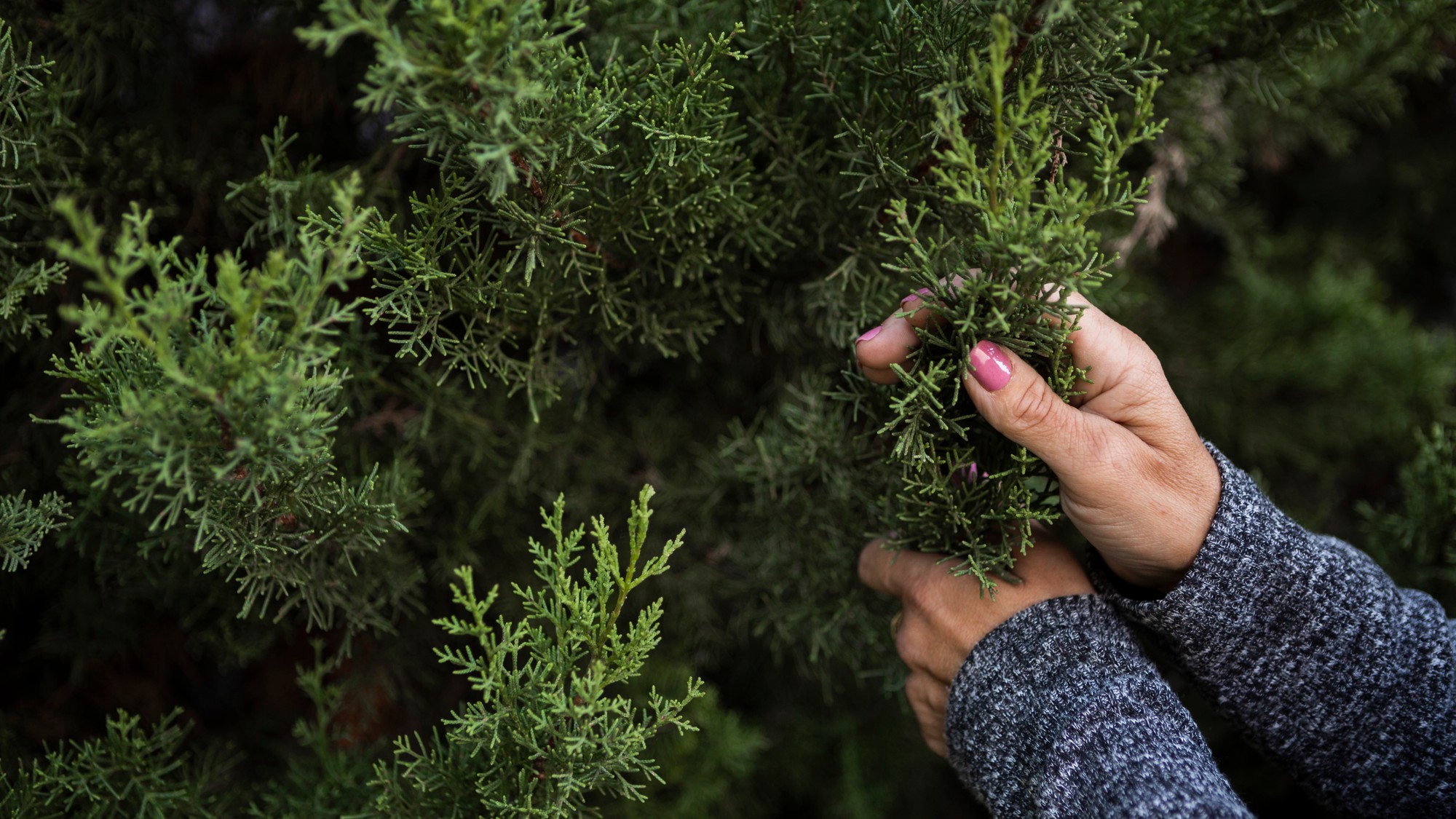 Tuje môžete pohnojiť určitým zvyškom z kuchyne.