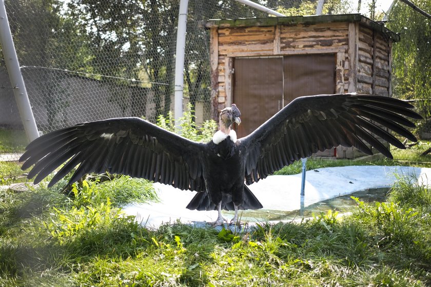 Chorzów. Śląski Ogród Zoologiczny ma 60 lat