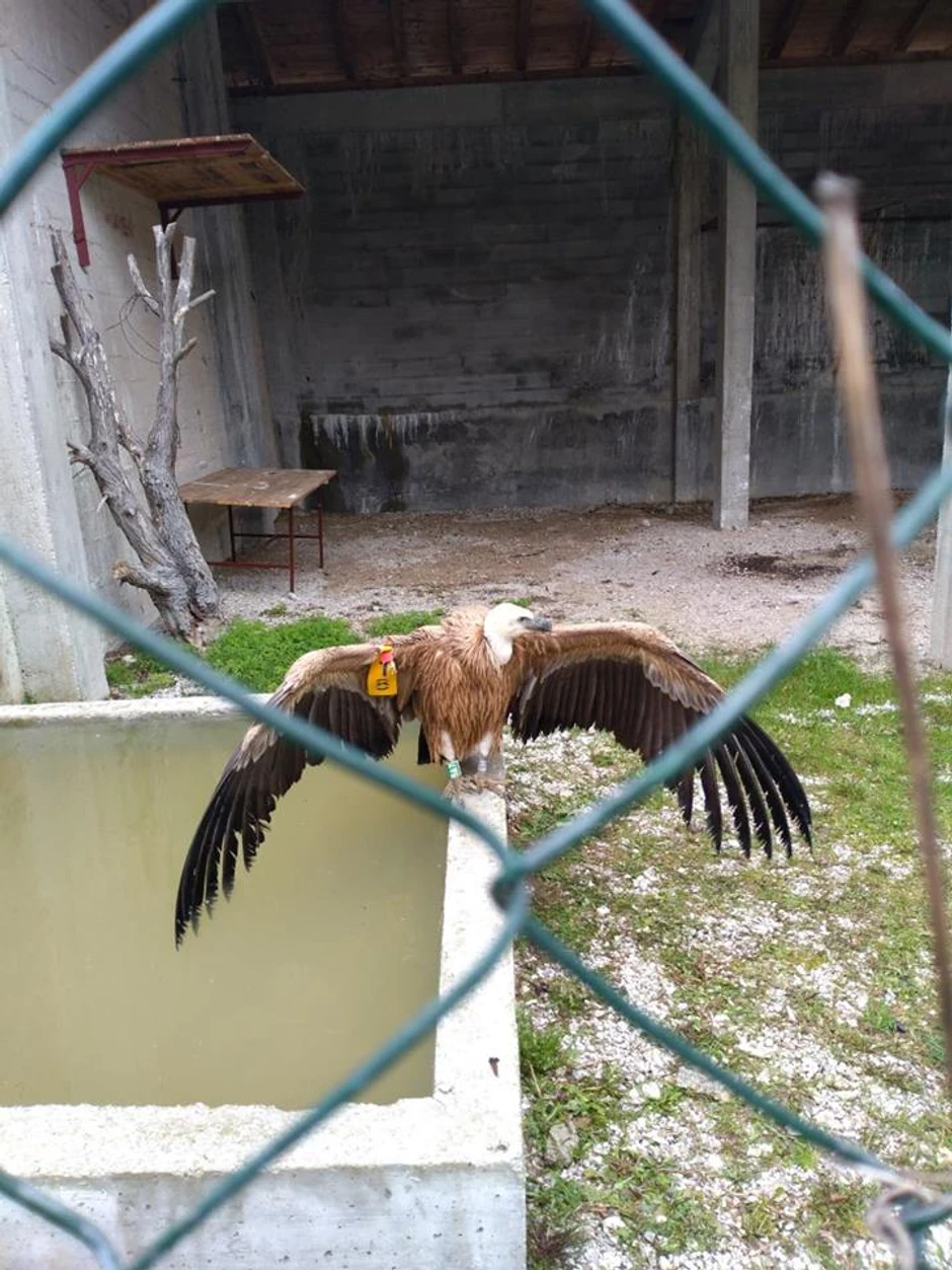 Dobrila se ponaša kao pas, a ne ptica