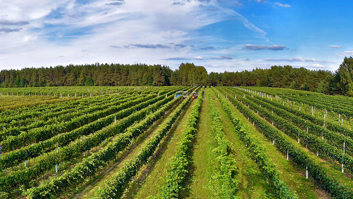 Oddalona zaledwie 40 km od Warszawy Winnica Dwórzno jest gospodarstwem zajmującym się produkcją win gronowych oraz owocowych. Nazywana „Mazowiecką Toskanią”, winnica stanowi najbliższy do stolicy kierunek enoturystyczny.