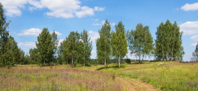 Boom na działki letniskowe. "Większość zapytań dotyczy tych do 50 tys. zł"