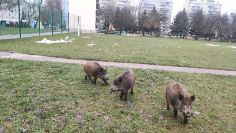 Dziki na os. Górczyn w Gorzowie