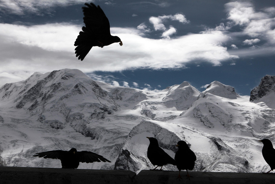 A jackdaw grabs a piece of bread thrown by tourists, as Monte Rosa, Castor and Pollux mountains are seen in the background at the Gornergrat in Zermatt September 28, 2010. Monte Rosa, with its peak Dufourspitze of 4,634m is the highest mountan in switzerl