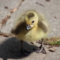 Nem akárki jelent meg panaszaival a mentőállomáson - őt sem hagyták magára
