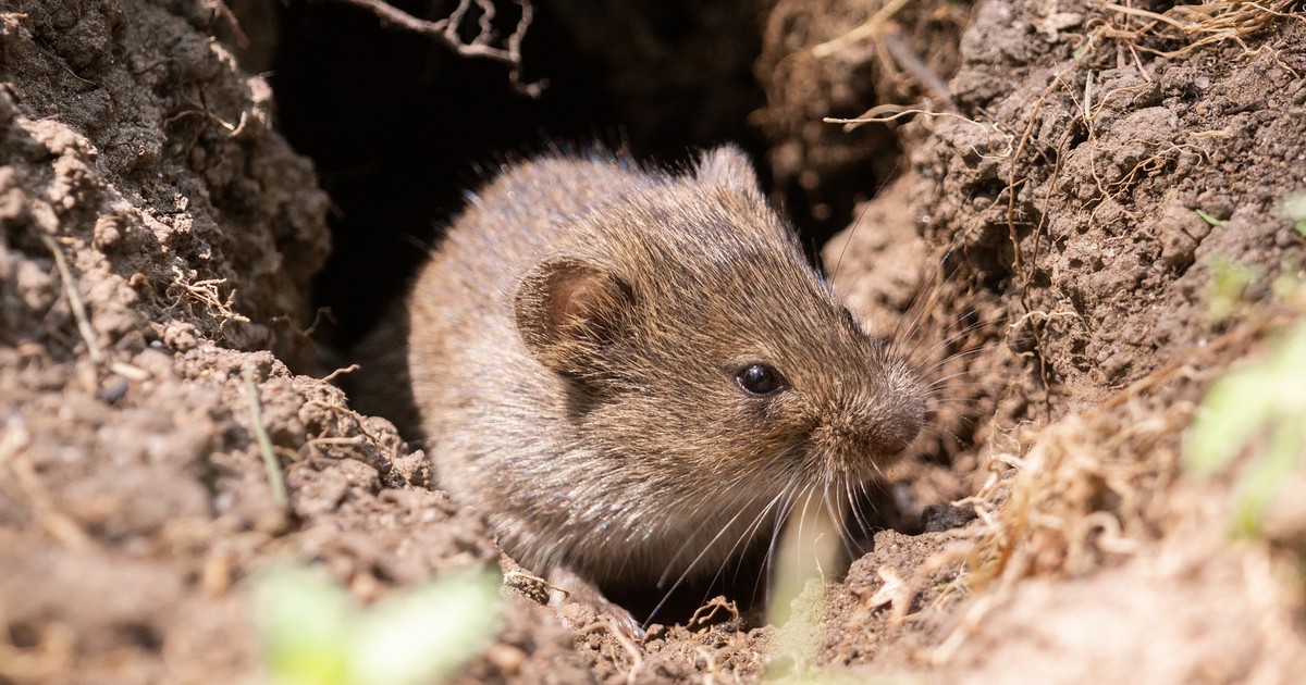 Piłował drzewo i nagle zobaczył ją. Było o krok od tragedii