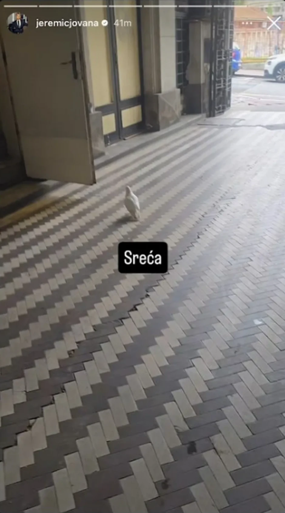 Jovana Jeremić snimila goluba ispred zgrade