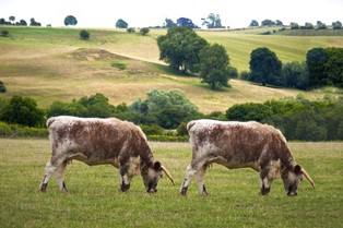 Zakaz oznaczania sklonowanego mięsa