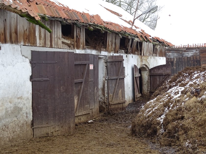 Rolnik zagłodził swoje krowy